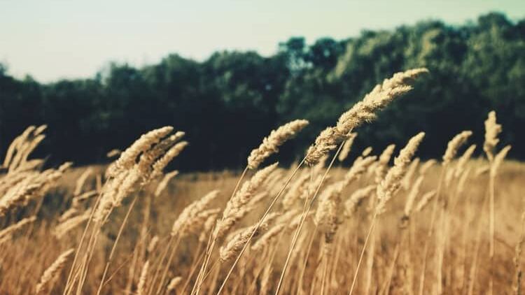 Tout savoir sur le Wwoofing