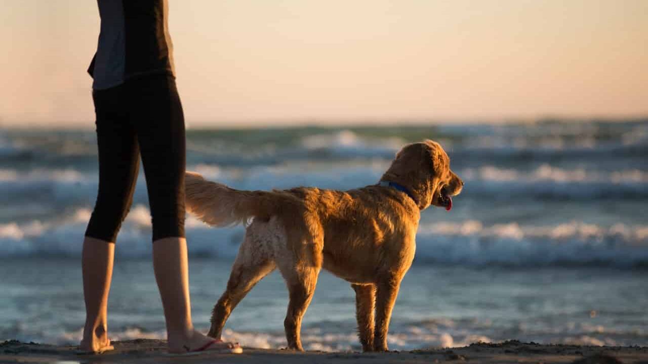 Partir à l’étranger avec son animal de compagnie