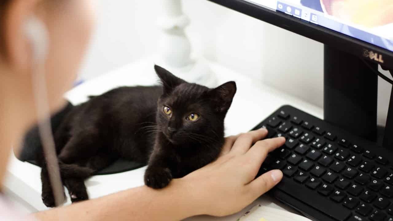 Passer ses heures &agrave; caresser des chats : le nouveau job de r&ecirc;ve