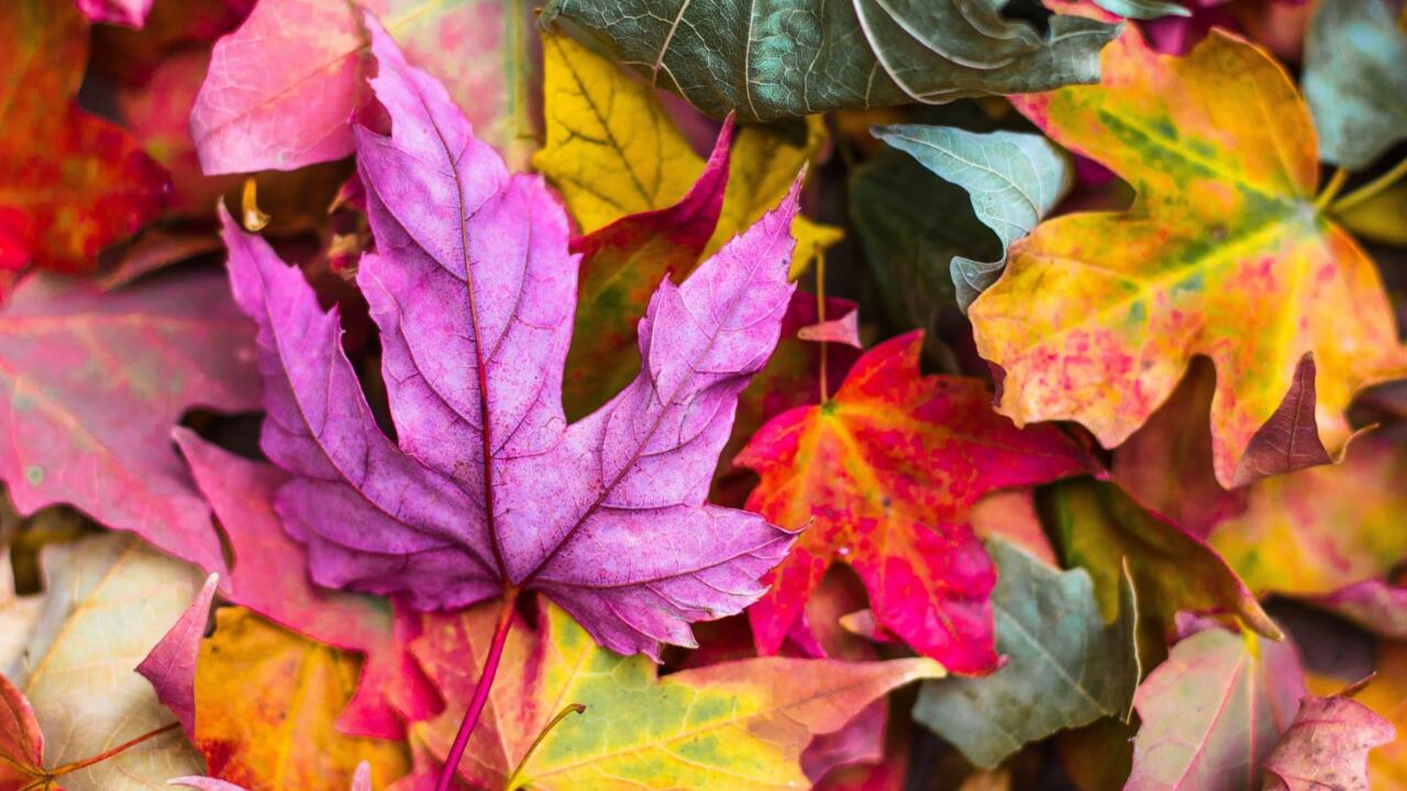 Les plus belles couleurs de l’automne à voir dans le monde