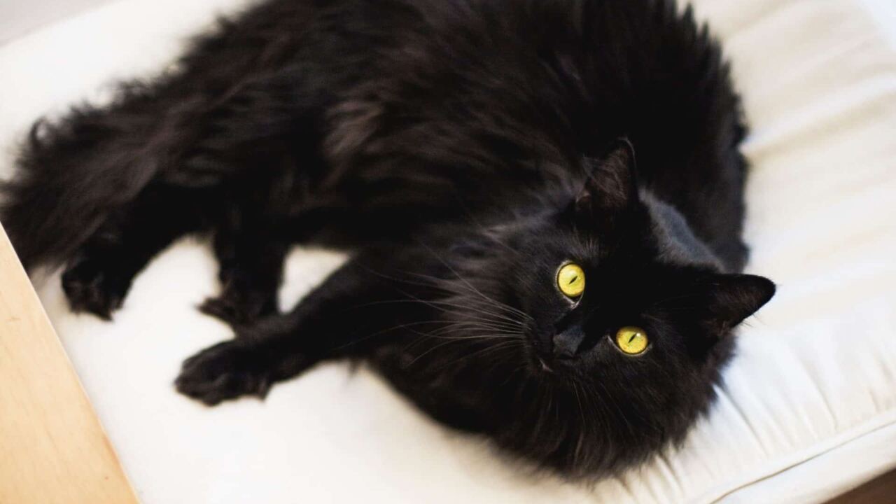 10 superstitions &eacute;trang&egrave;res &agrave; travers le monde