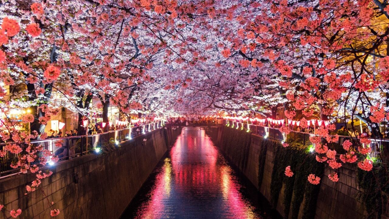 Voyage au Japon : qu’est-ce que le phénomène du Momiji ?