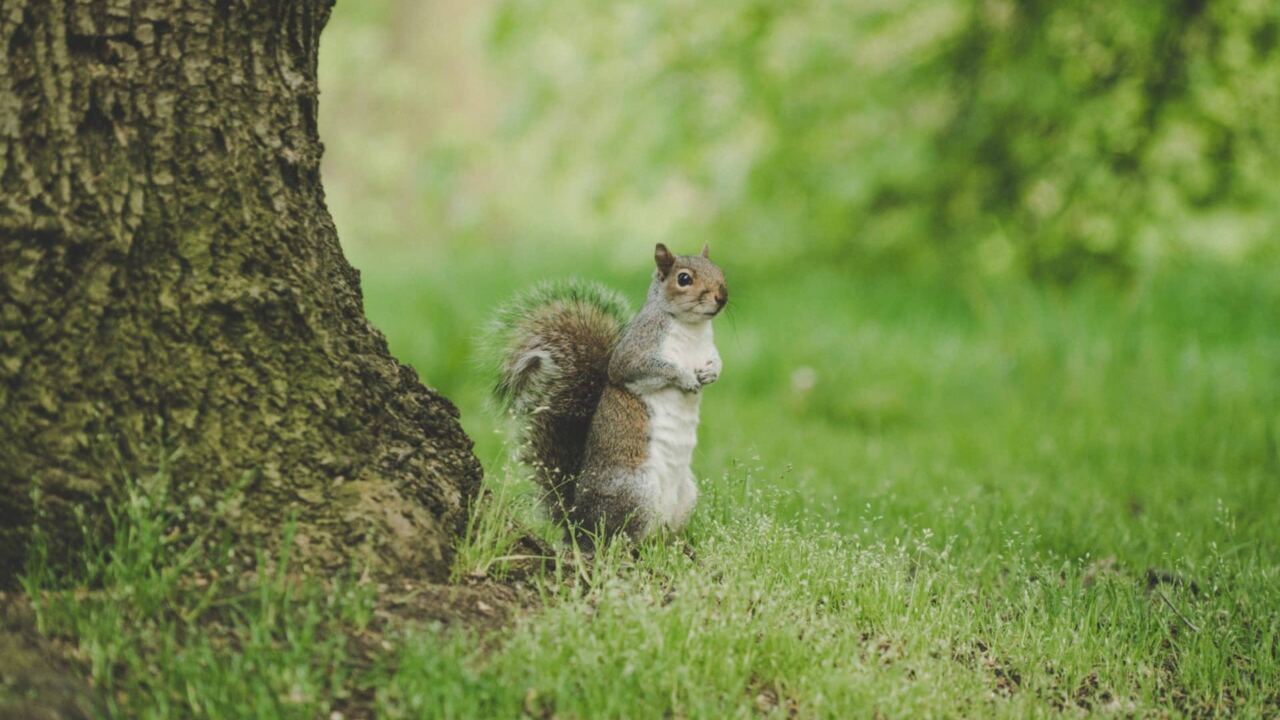 Voyage au Royaume-Uni : les plus beaux parcs de Londres